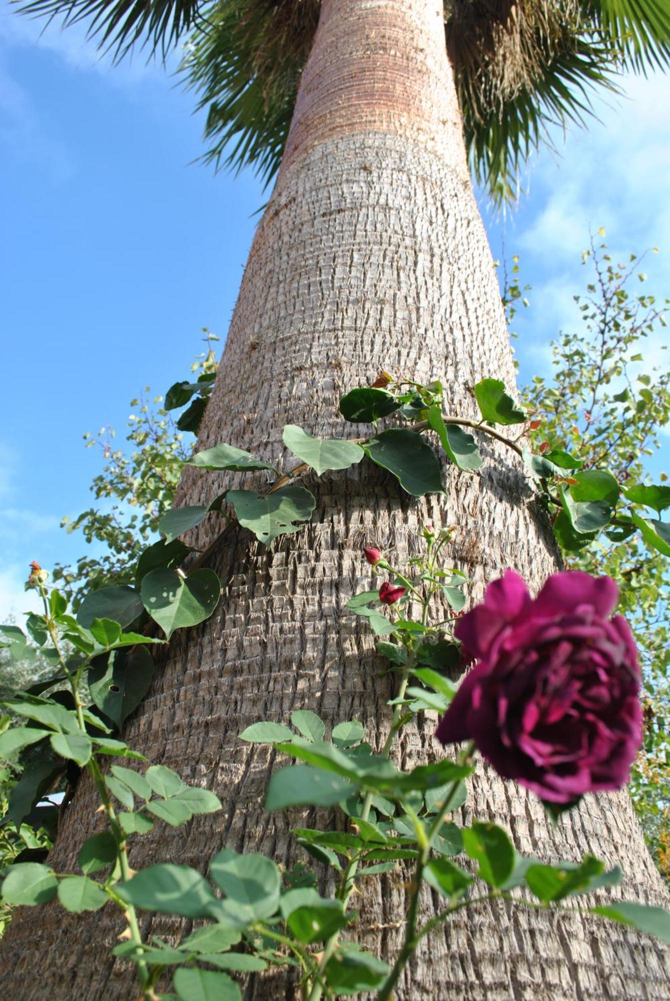 Sous L'Olivier Bed and Breakfast Menton Eksteriør billede